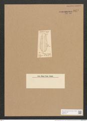 Surirella ichtyocephala Rabh. (de-Toni-Nr.: Genus 53, Species 2245) Zeichnungen Sammlung Grunow Nr. 4672 (NHMW-BOT-W0372741)